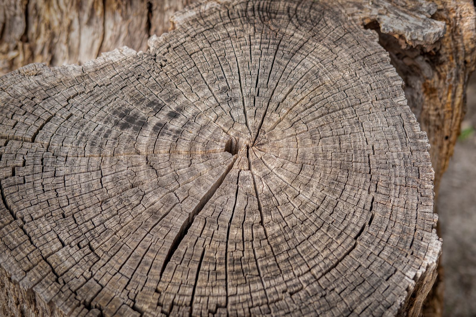 Close look at a mature trunk during a tree assessment