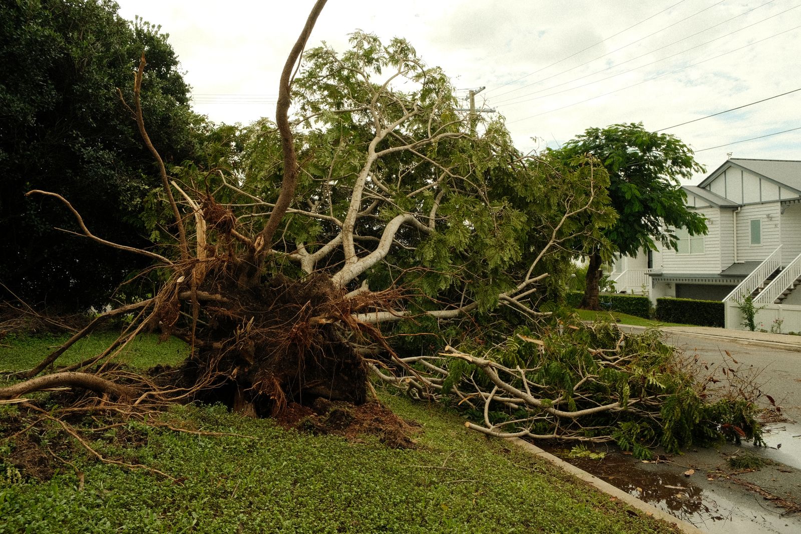 Storm-damaged tree lying across a residential street