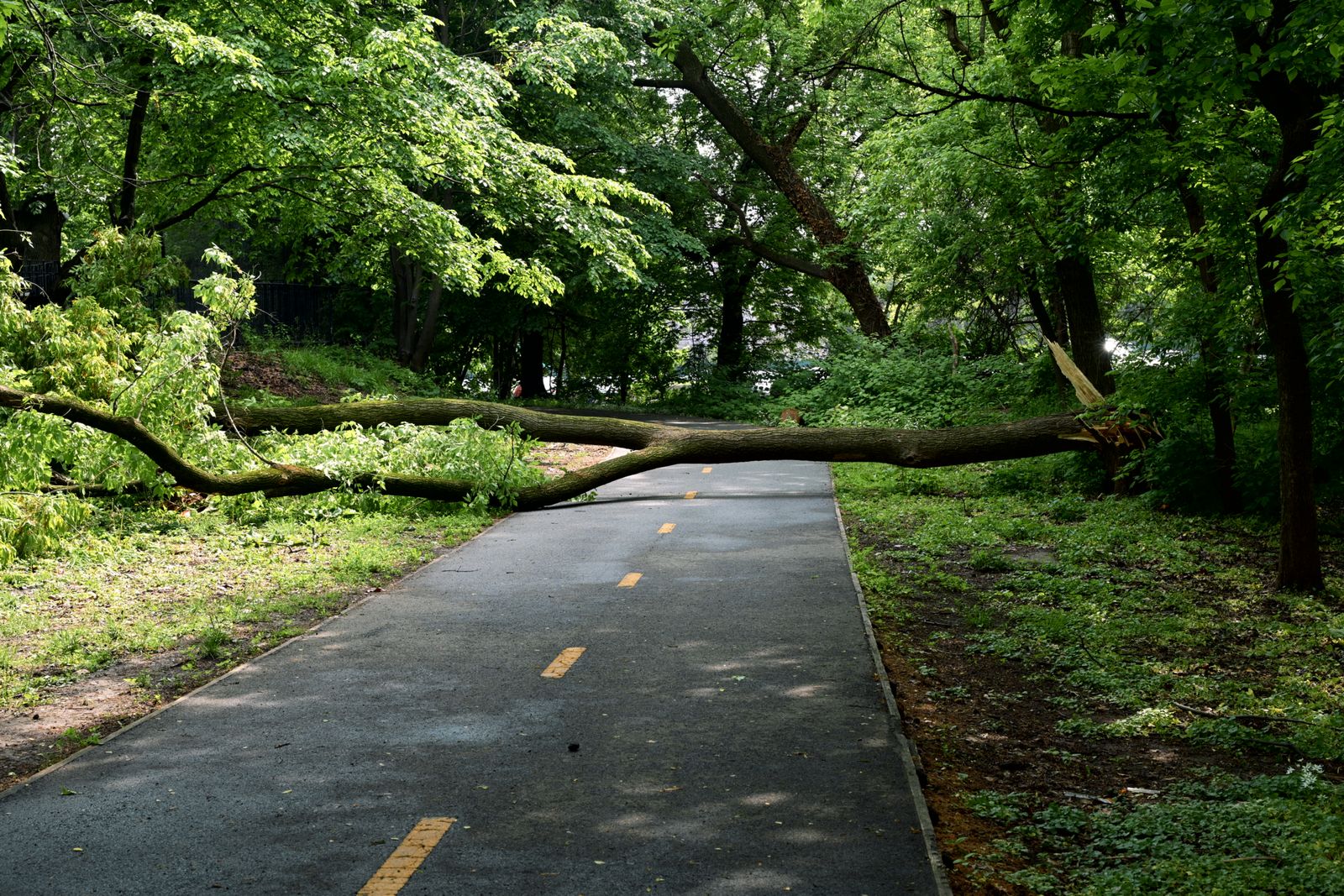 Fallen tree on a park lawn in Edina