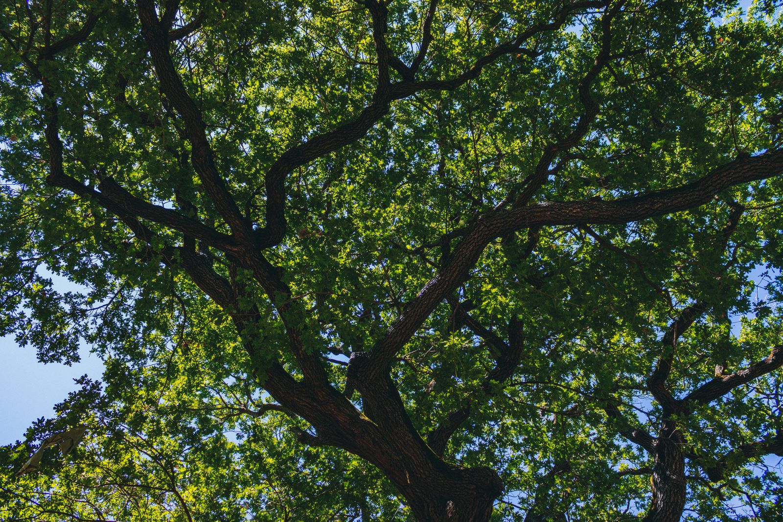 Healthy sunlit leaves in a full tree canopy