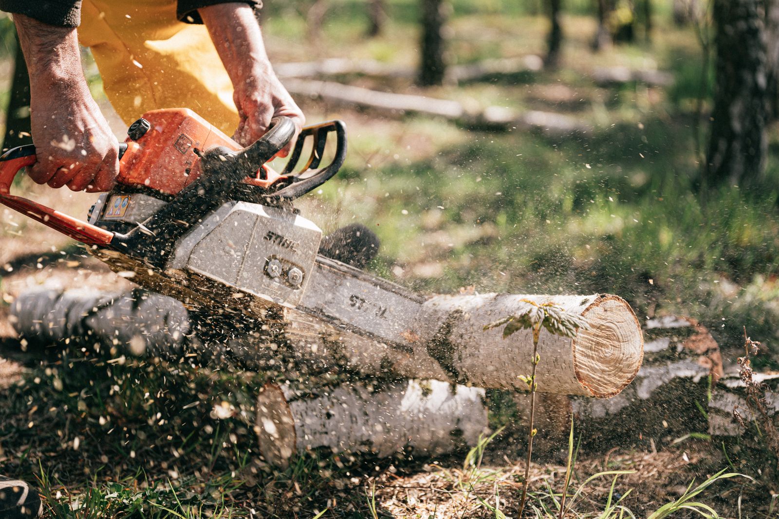 Evergreen crew member cutting a log into rounds