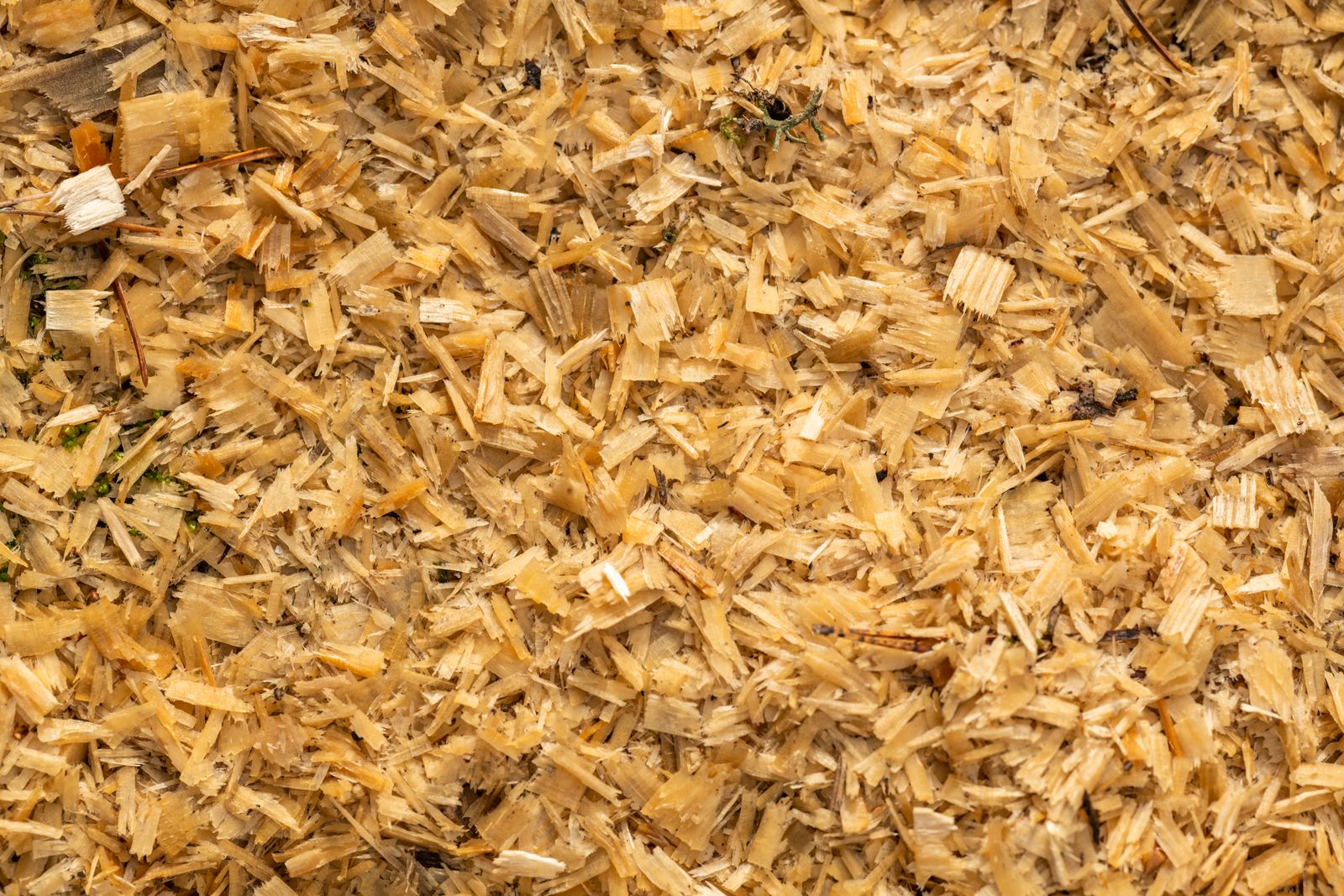 Wood chips and shavings from recycled tree material