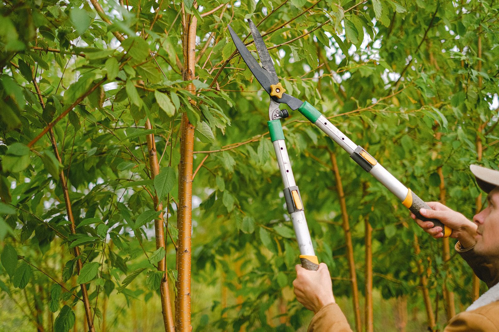 Arborist pruning tree branches with hand shears