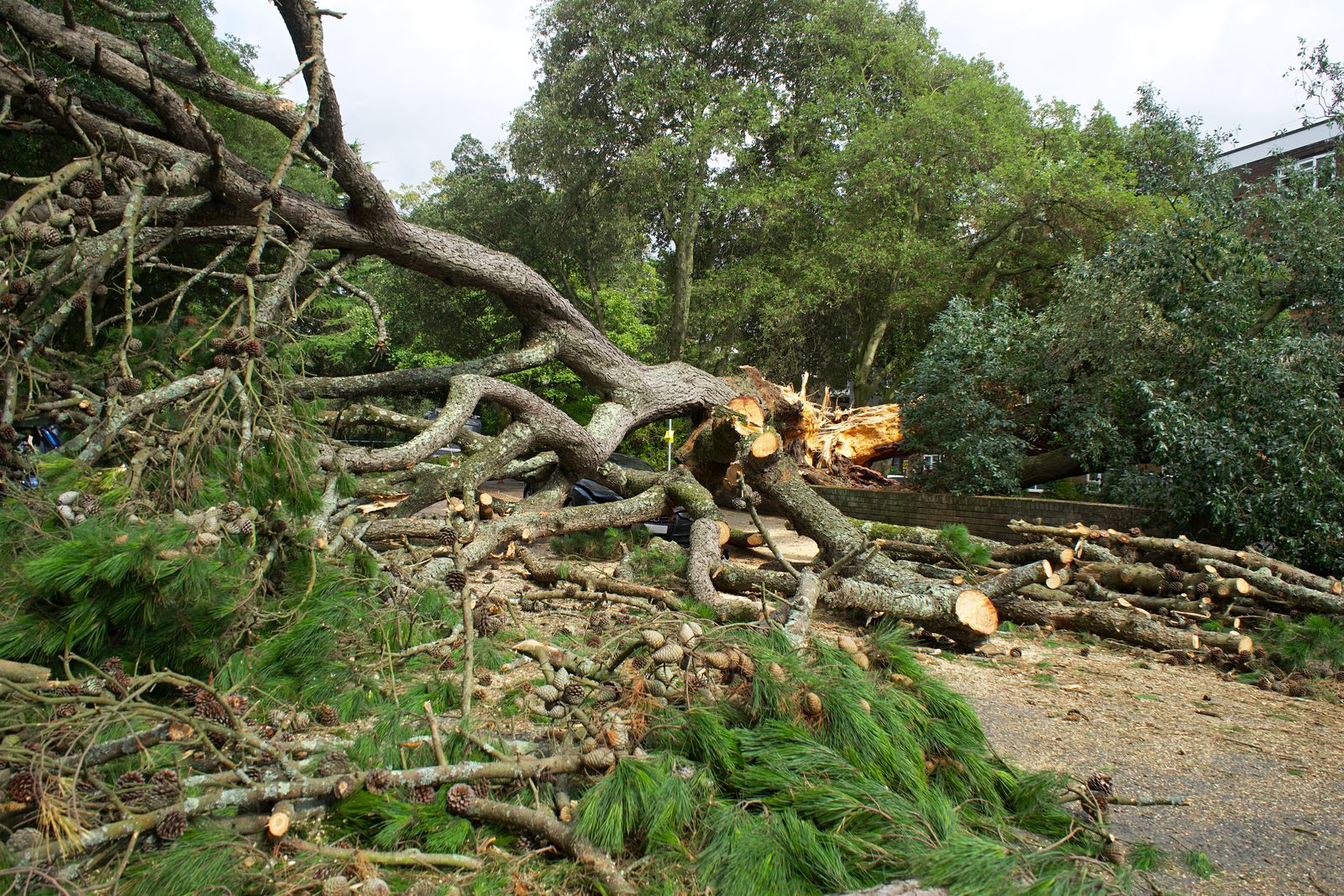 Park path storm limb in St. Paul