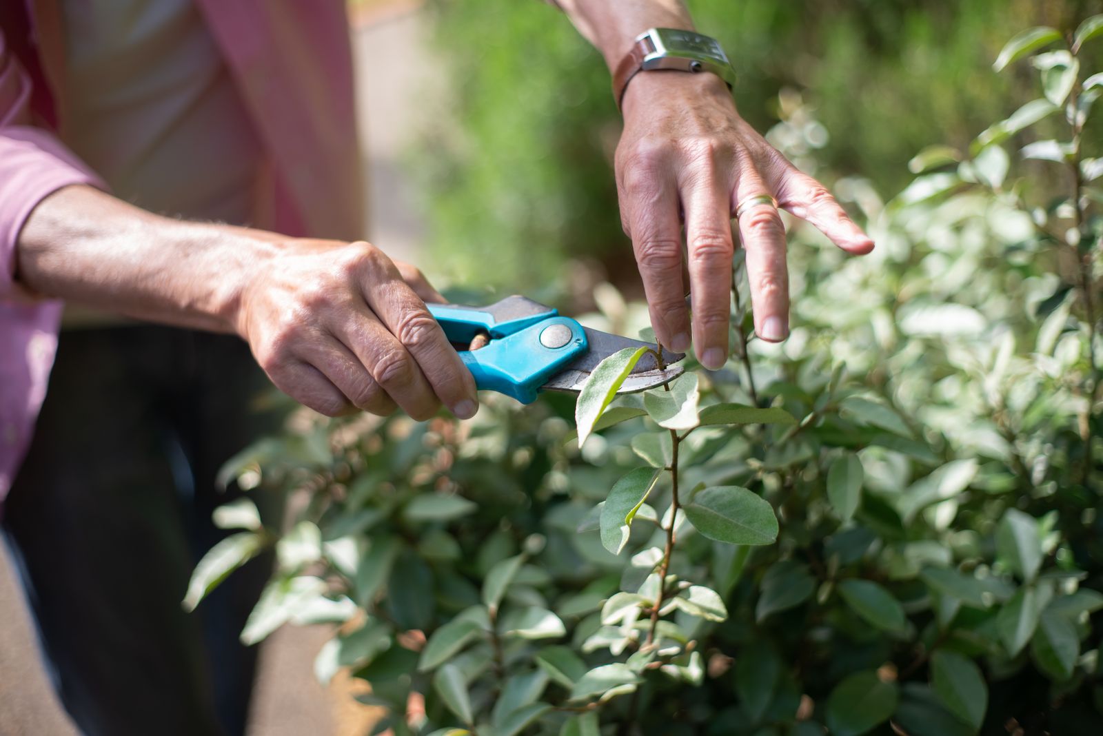 Arborist pruning tree branches with hand shears