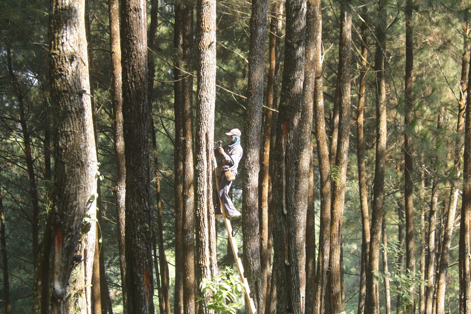Evergreen arborist working high in a mature tree canopy